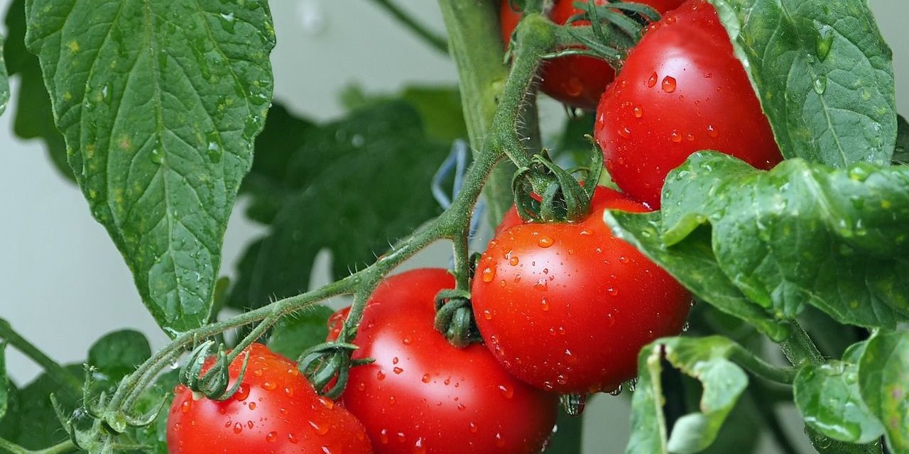 La alimentación adecuada de un tomate después de la siembra es la clave para una buena cosecha.
