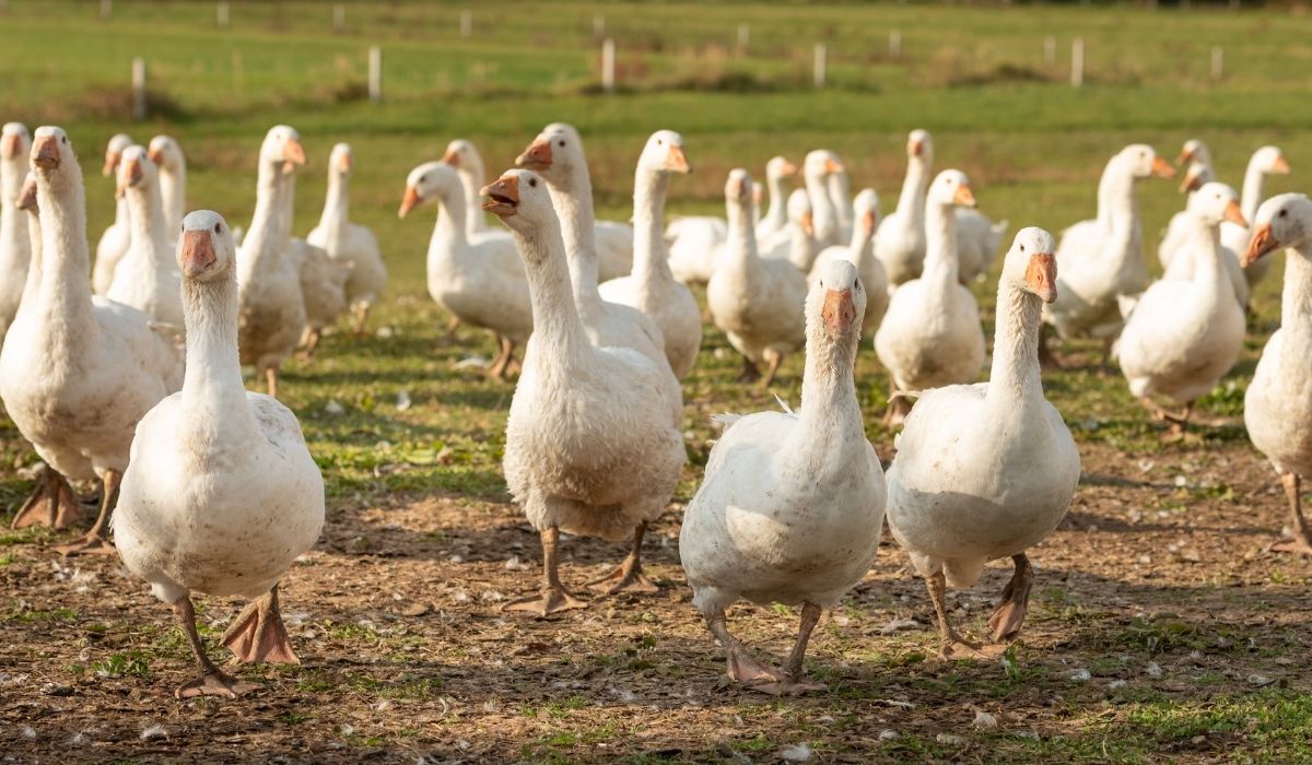 La cría de gansos como negocio: beneficios y rentabilidad, consejos para principiantes