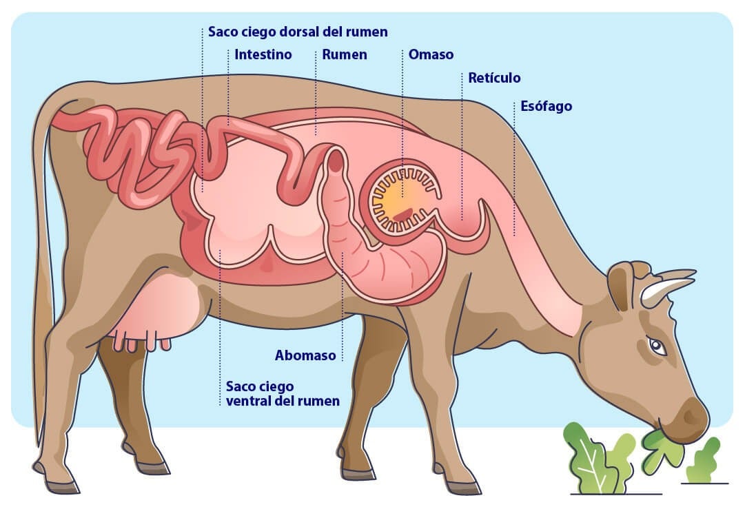 La estructura del estómago y el sistema digestivo de una vaca.