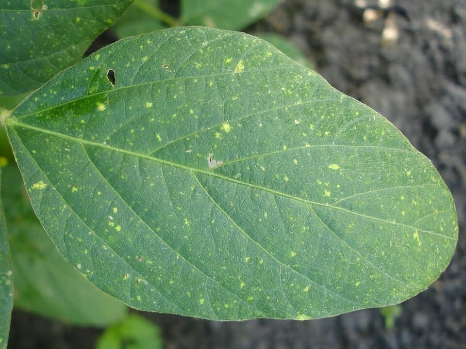 La peronosporosis o mildiú ataca el jardín: ¿qué hacer?