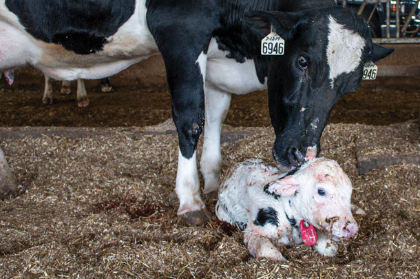 La vaca se comió la placenta, ¿qué hacer, qué consecuencias tendrá esto, cómo tratar al animal?