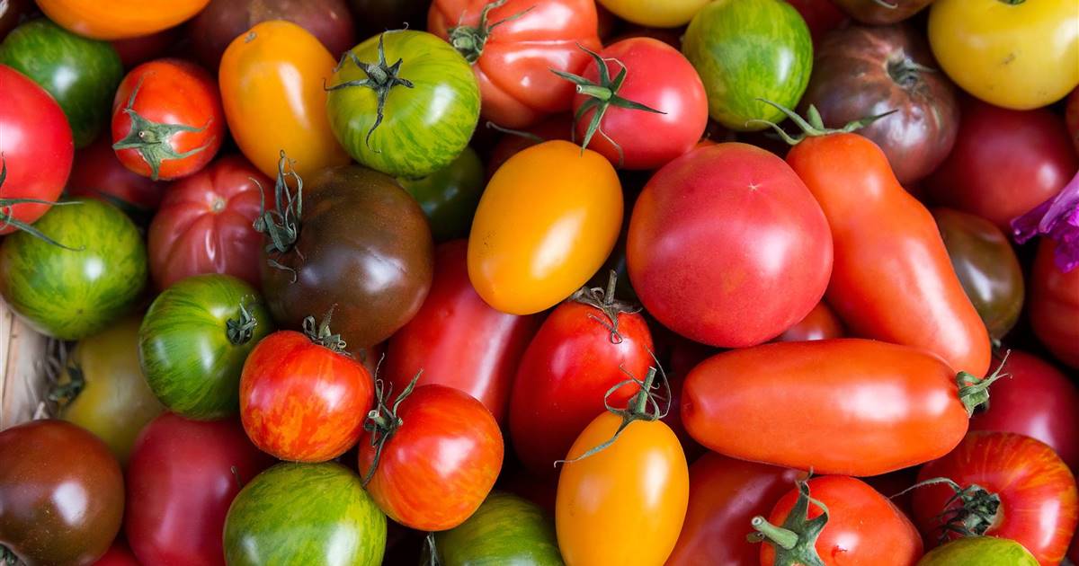La variedad de tomate «Sugar Pudovichok» es agradable y saludable en una sola verdura bajo una envoltura de frambuesa roja.