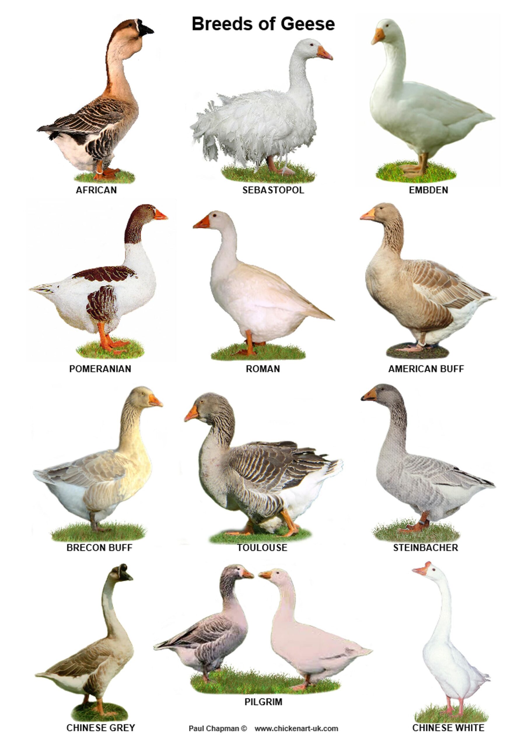 Las mejores razas de gansos con sus descripciones y fotos.