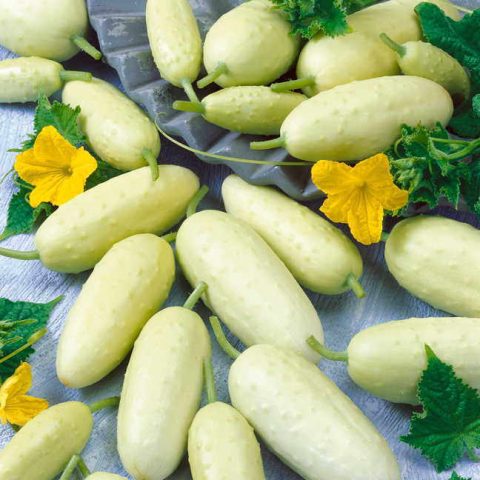 Las variedades de pepinos blancos más deliciosas y fiables.