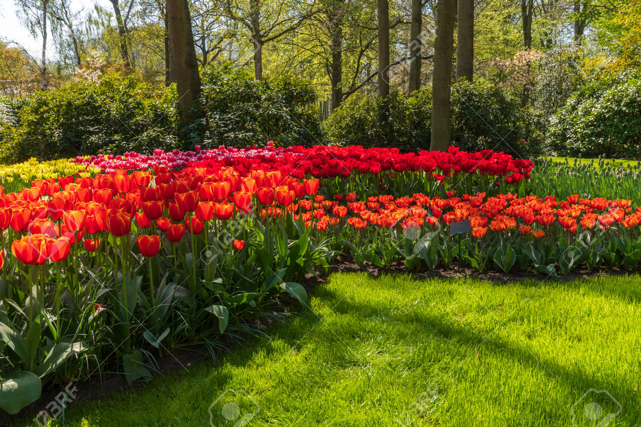 Las variedades de tulipanes más bellas: las primeras bellezas primaverales (foto)