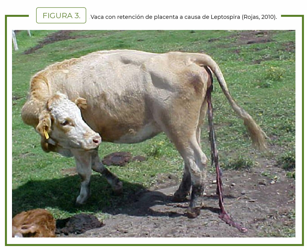 Leptospirosis en vacas y bovinos.