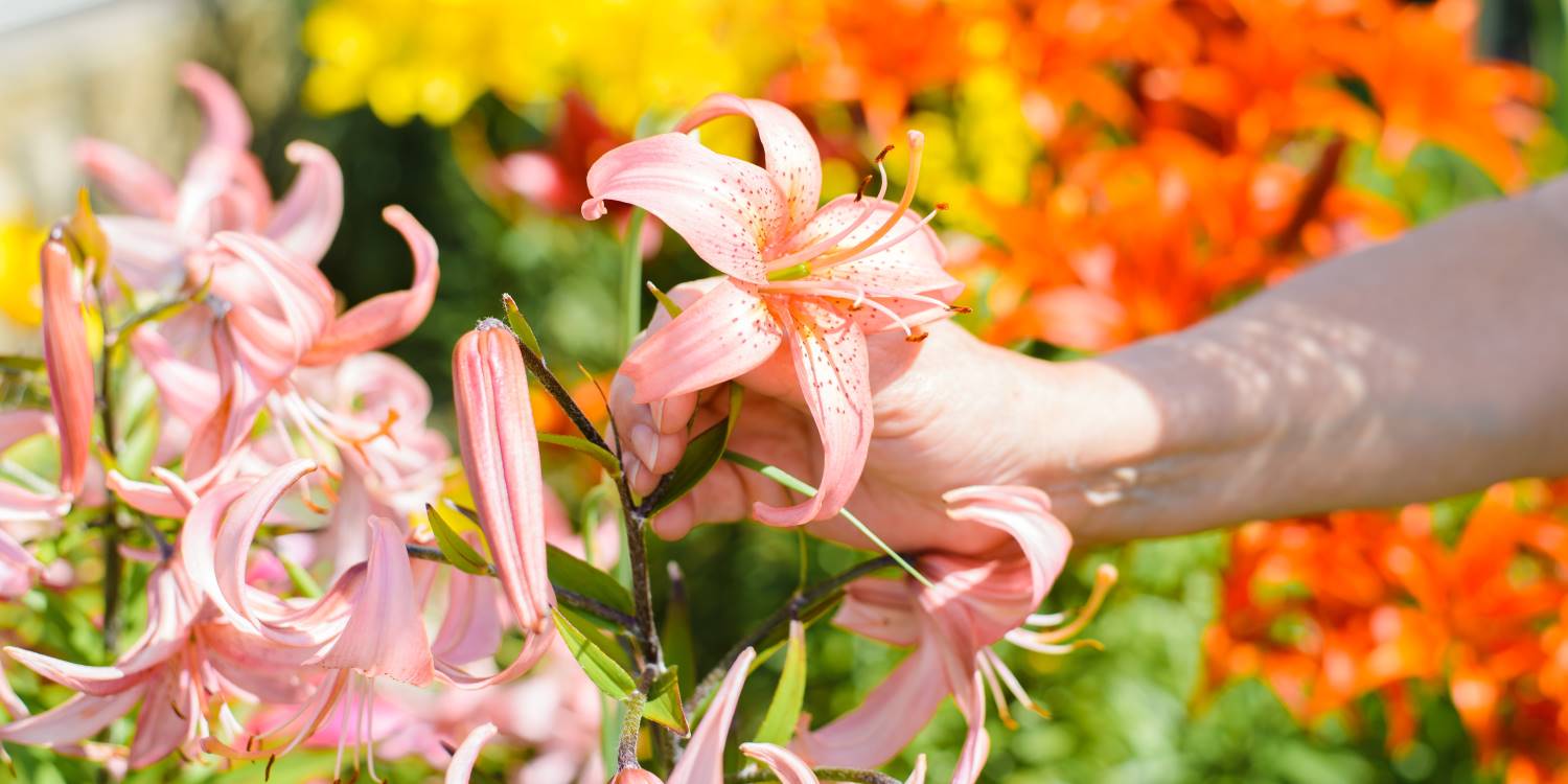 Lirios: foto de flores de jardín con descripción de plantación y cuidado, cultivo.