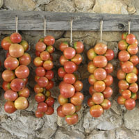 Lo mejor: tomates jugosos, aromáticos y dulces para invernaderos y terrenos abiertos. ¿Cómo no equivocarse al elegir una variedad?