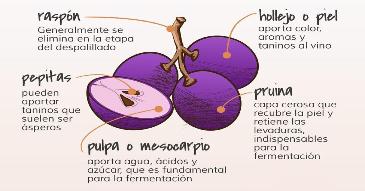 Los matices de la propagación de la uva por capas.