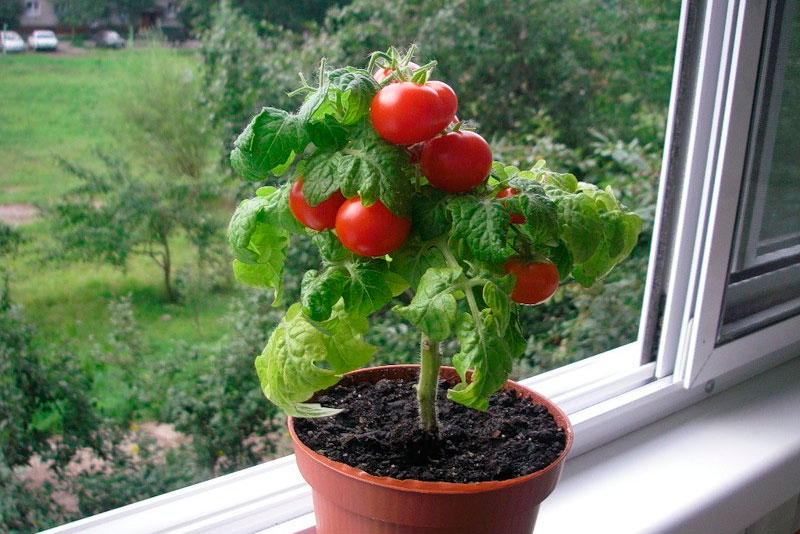 Los tomates cherry en el alféizar de la ventana cuidan cómo crecer en casa.