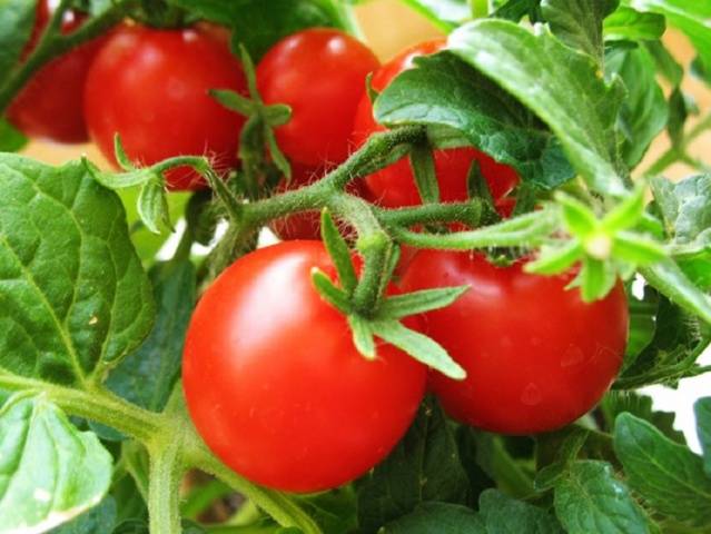 Los tomates, por supuesto, no son masa, pero también les encanta la levadura.  ¿Cómo aplicar correctamente la nutrición de levadura?