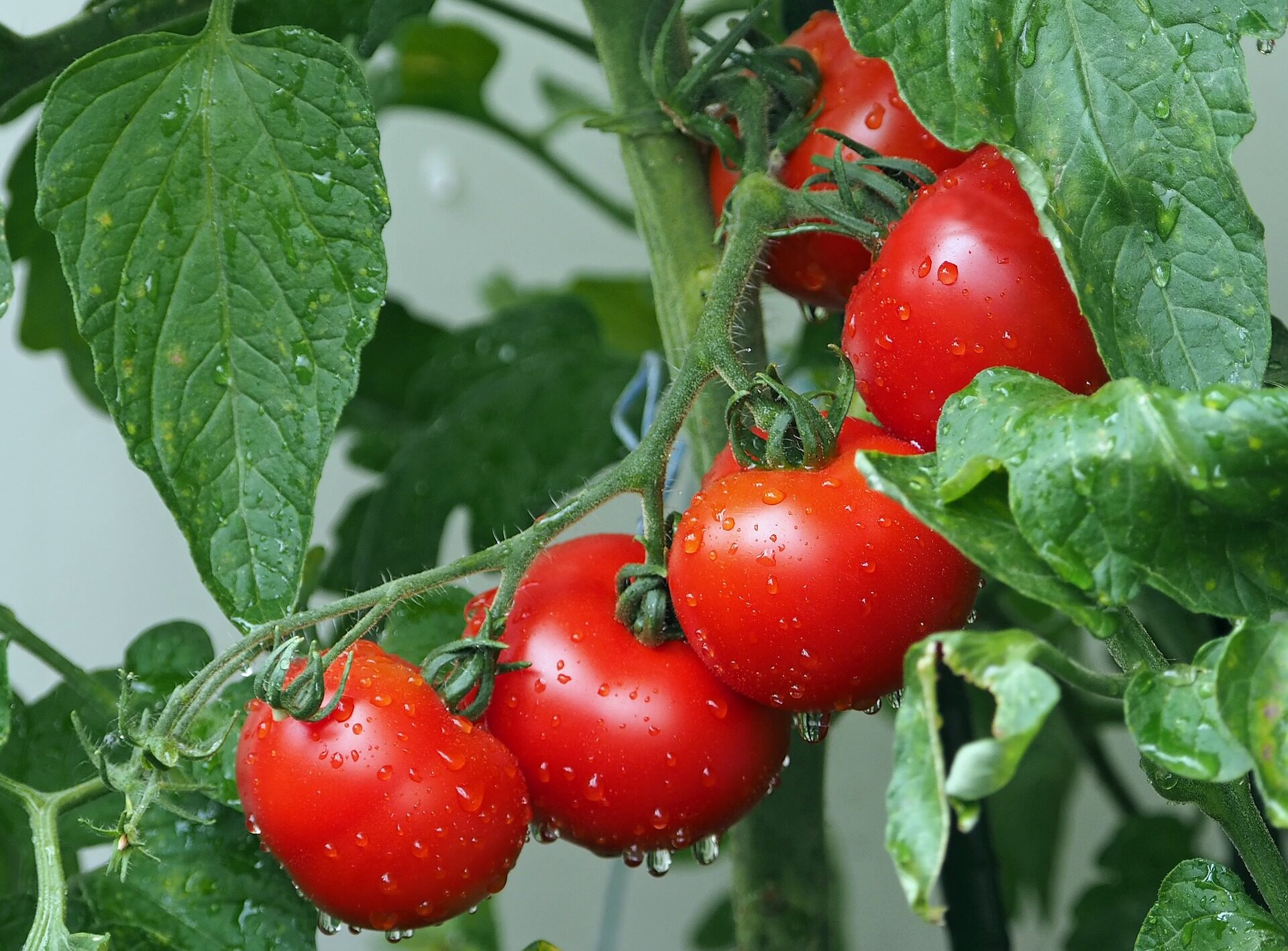 Luego plante tomates el próximo año.  Que plantar después de los tomates.