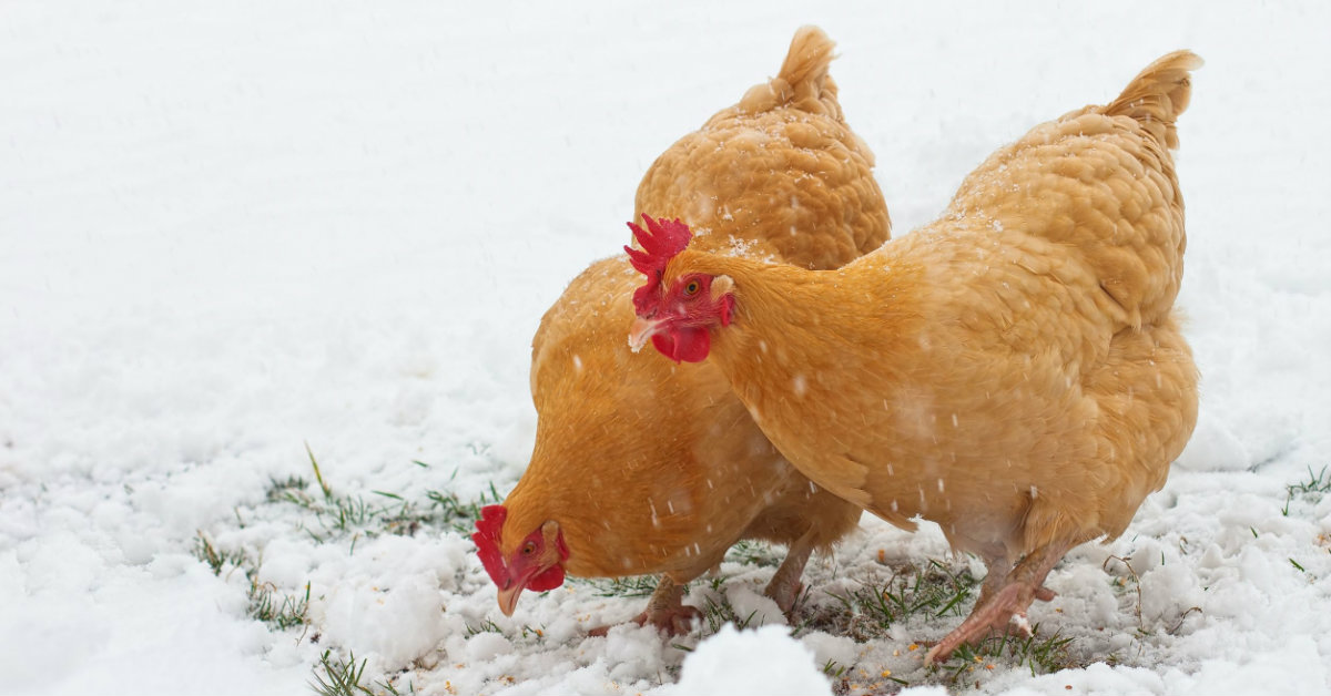 Mantener gallinas en invierno.