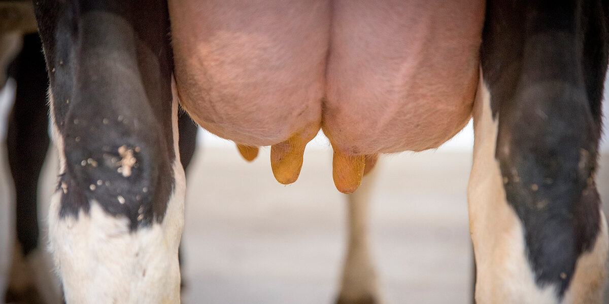Mastitis catarral en vacas