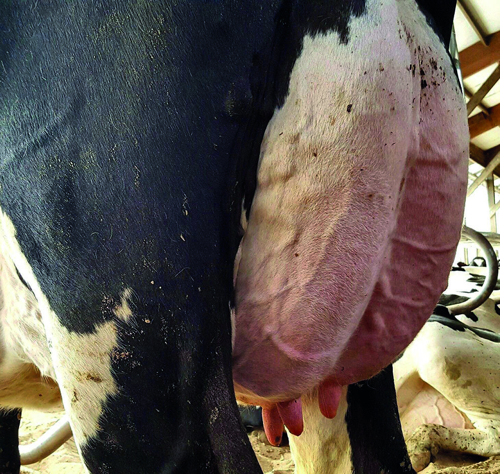 Mastitis hemorrágica en vacas
