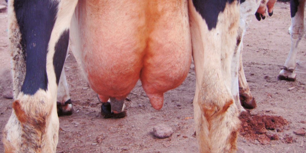 Mastitis serosa en vacas
