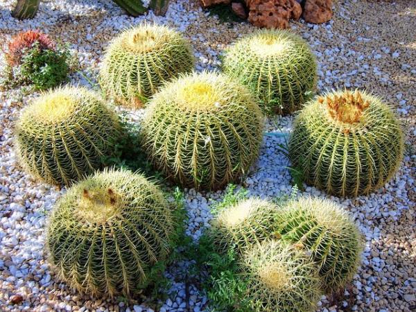 Métodos caseros de cría de cactus.
