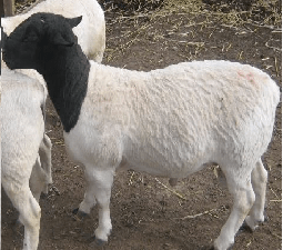 Moniesiosis de ovejas