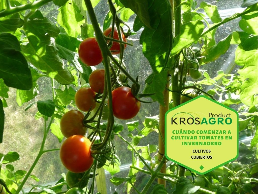 No se equivoque con la fecha: cuándo es el momento de plantar tomates en un invernadero y cómo preparar adecuadamente el lugar y las plántulas.