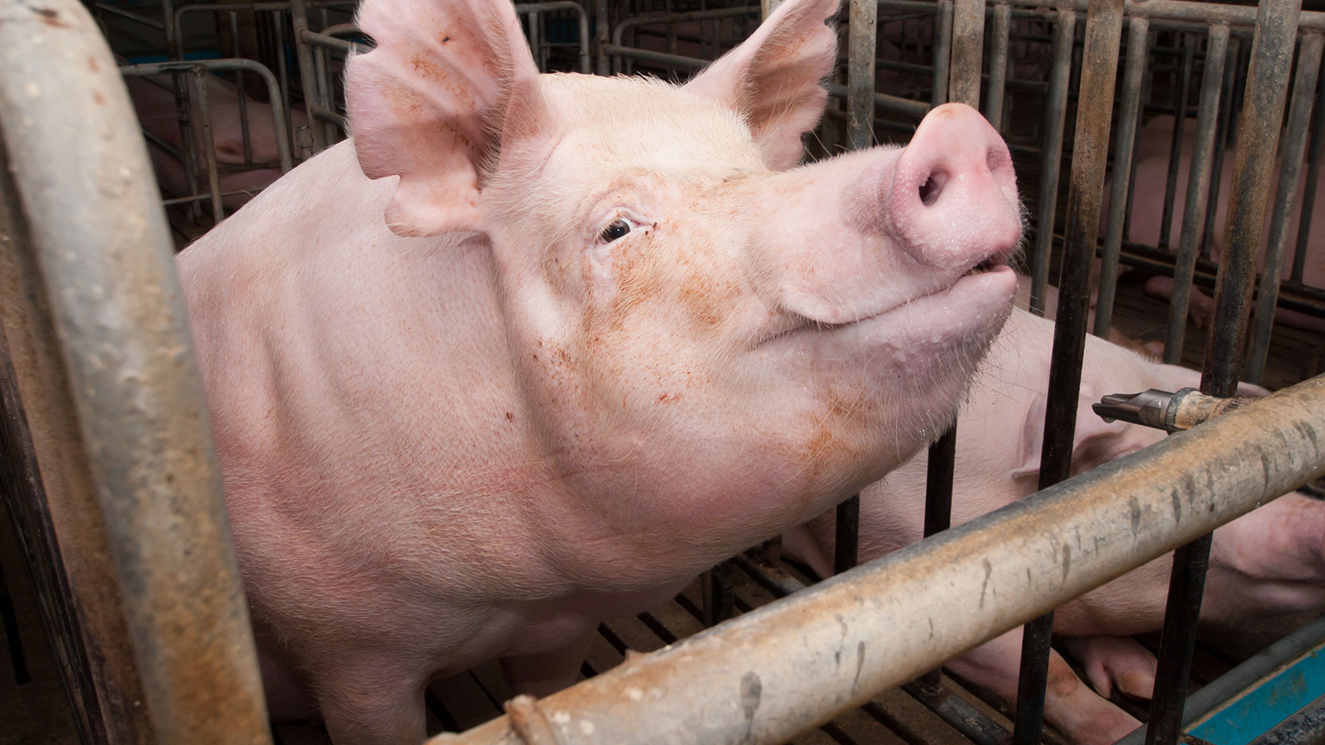Normas y reglamentos para la cría de cerdos.