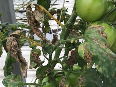 Oh, estos virus: qué amenaza con infectar los tomates con aspermia, cómo detectar y curar la enfermedad