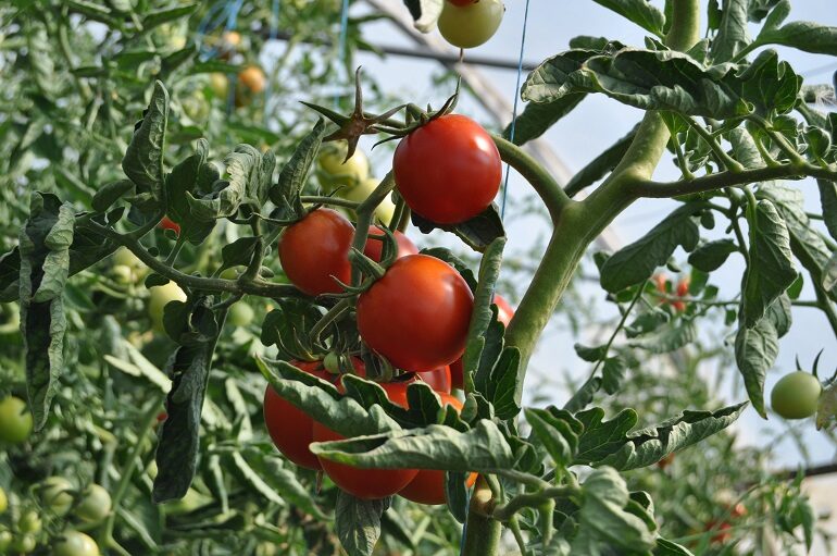 Organización del riego adecuado de tomates en campo abierto, según la variedad y etapa de crecimiento.