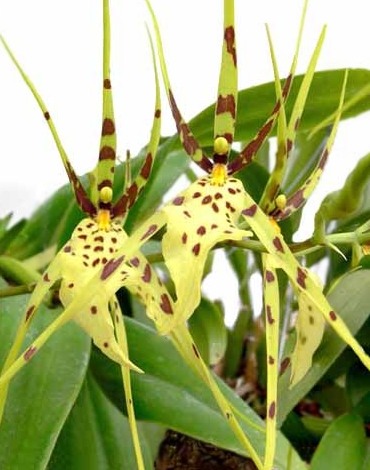 Orquídea Brassia: variedades, plantación y cuidado.