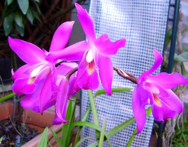 Orquídea Lelia y sus principales tipos.