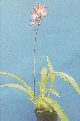 Orquídea odontoglossum y su foto.