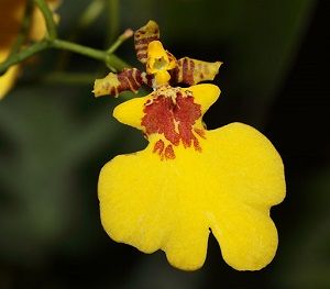 Orquídea oncidium: las mejores especies, consejos para el contenido.