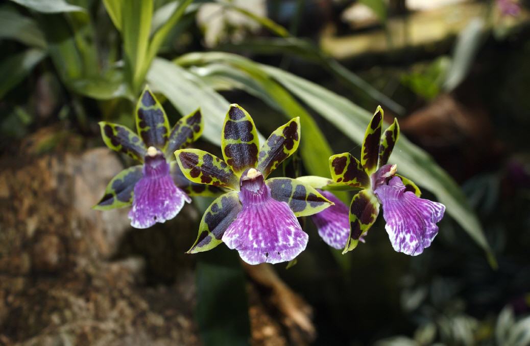 Orquídea Zygopetalum: tipos principales, cuidados en el hogar