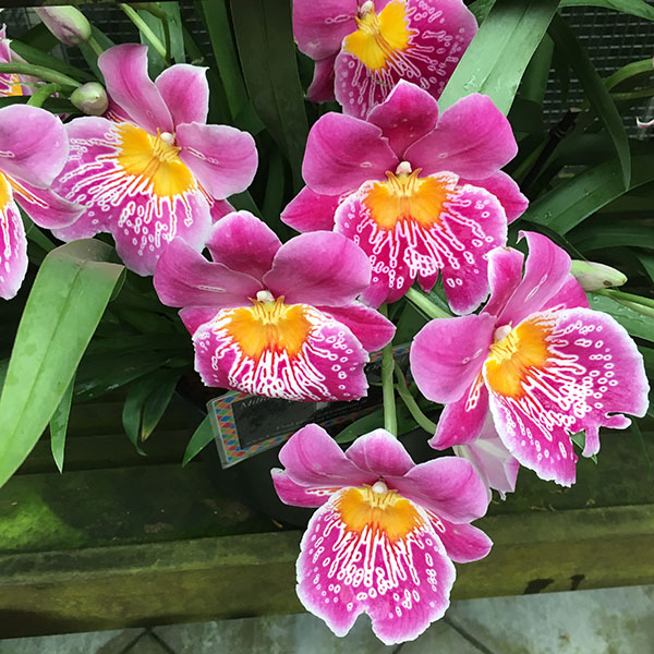 Orquídeas Miltonia, miltoniopsis, miltassia: fotos y cuidados
