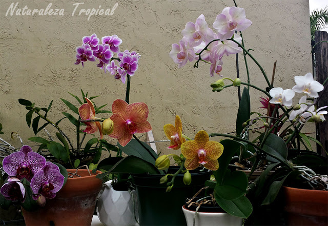 Orquídeas Phalaenopsis y doritis en casa.