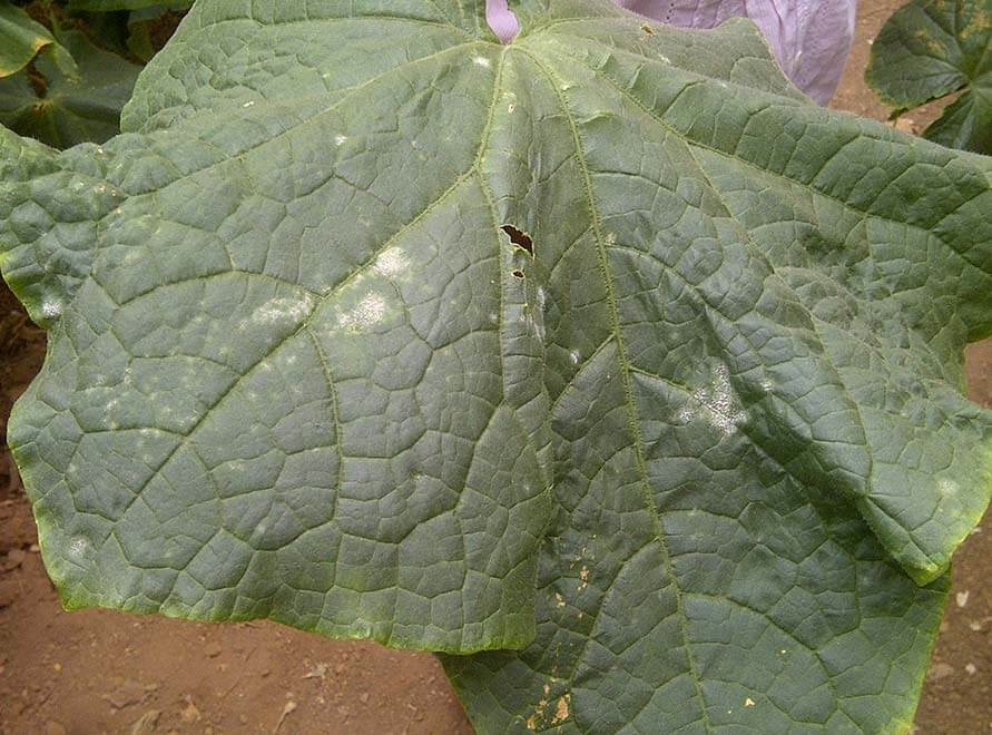 óxido en las hojas de pepino