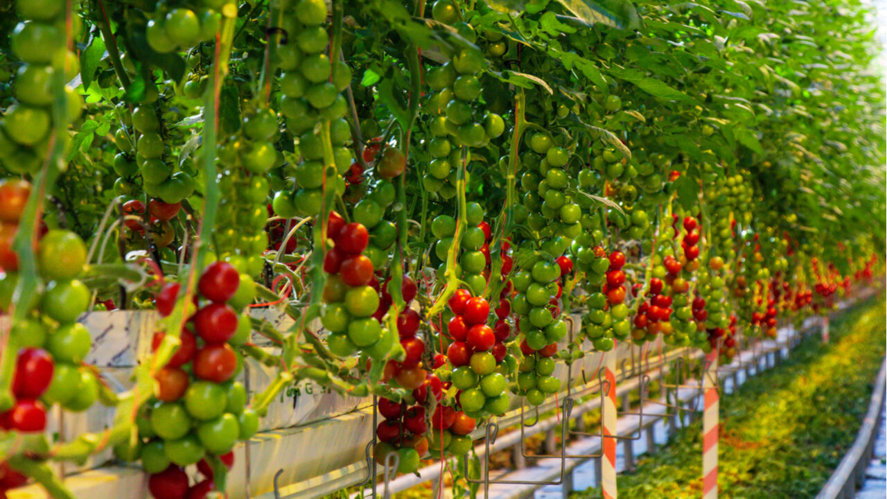 Papel en lugar de tierra: una curiosa forma de cultivar plántulas de tomate sin tierra