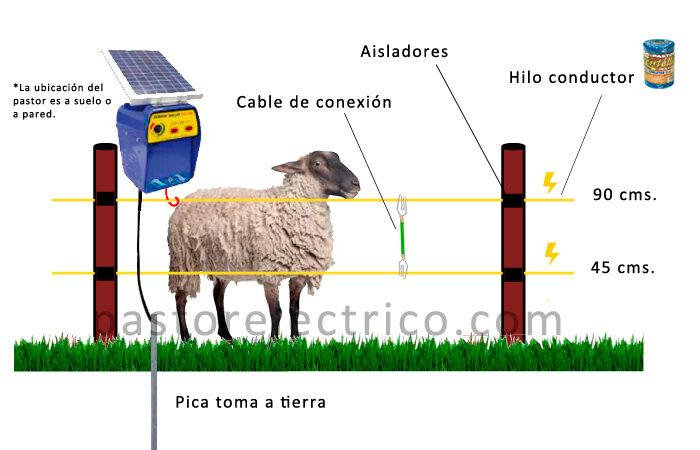 Pastor electrónico para ovejas: ventajas y desventajas, el proceso de acostumbrarse a las ovejas.