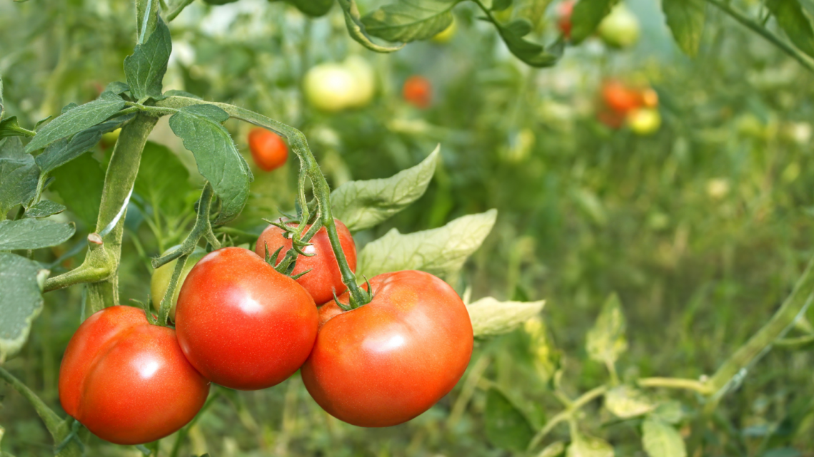 Pequeña pero dañina: cómo detectar a tiempo y cómo destruir la mosca blanca en los tomates de invernadero