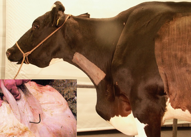 Pericarditis traumática en vacas y bovinos.