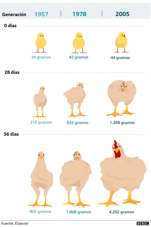 Peso de los pollos de engorde por día: norma, escasez, características de cuidado.