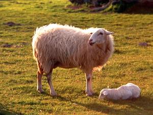 Peso medio de las ovejas