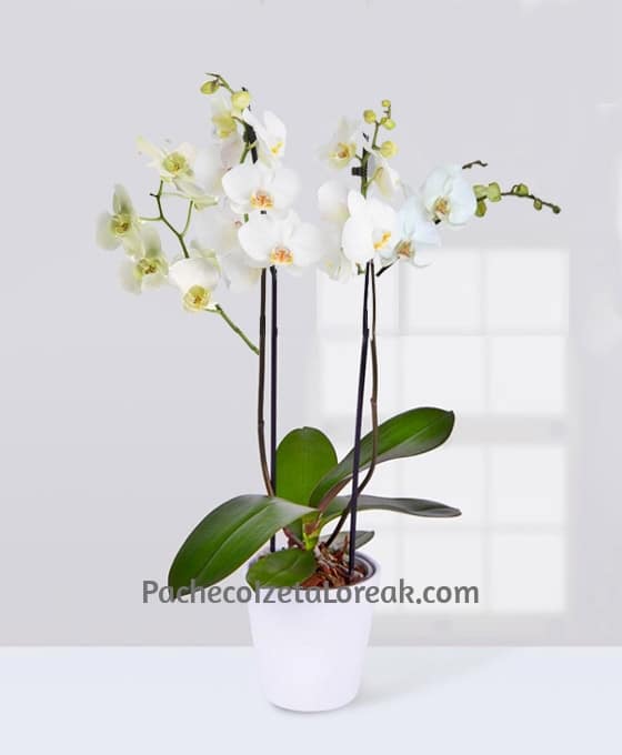 planta de orquídea