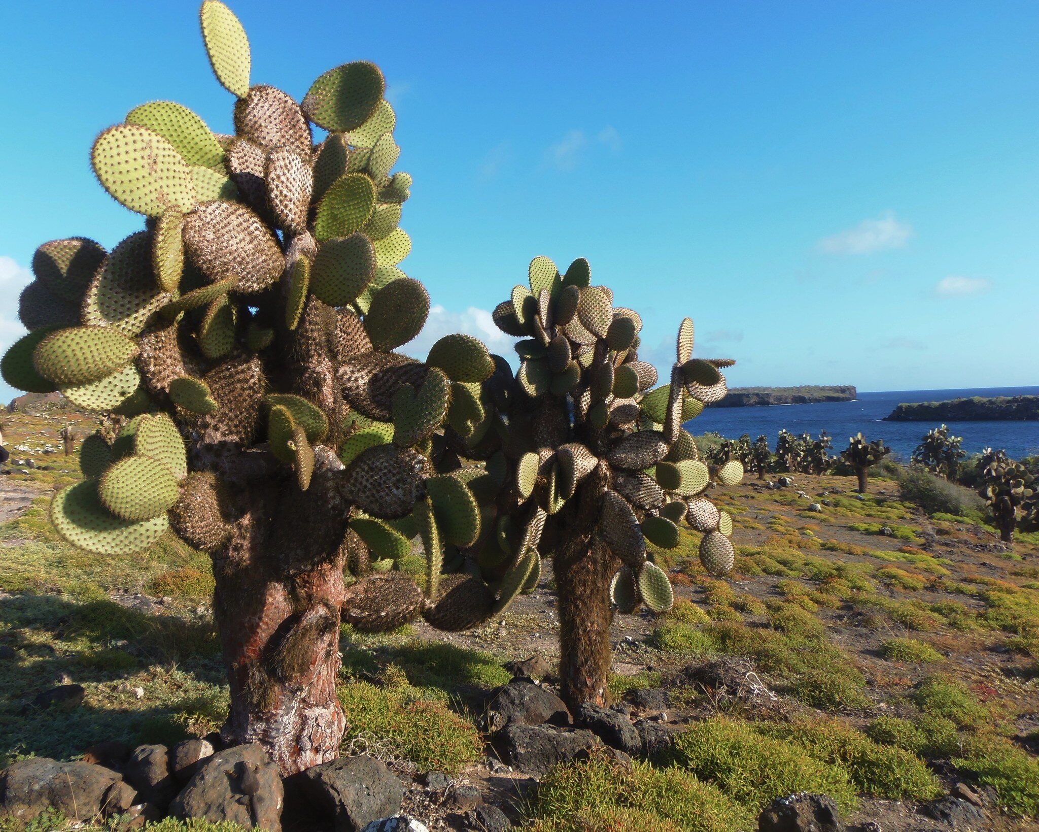 Planta de tuna de Galápagos