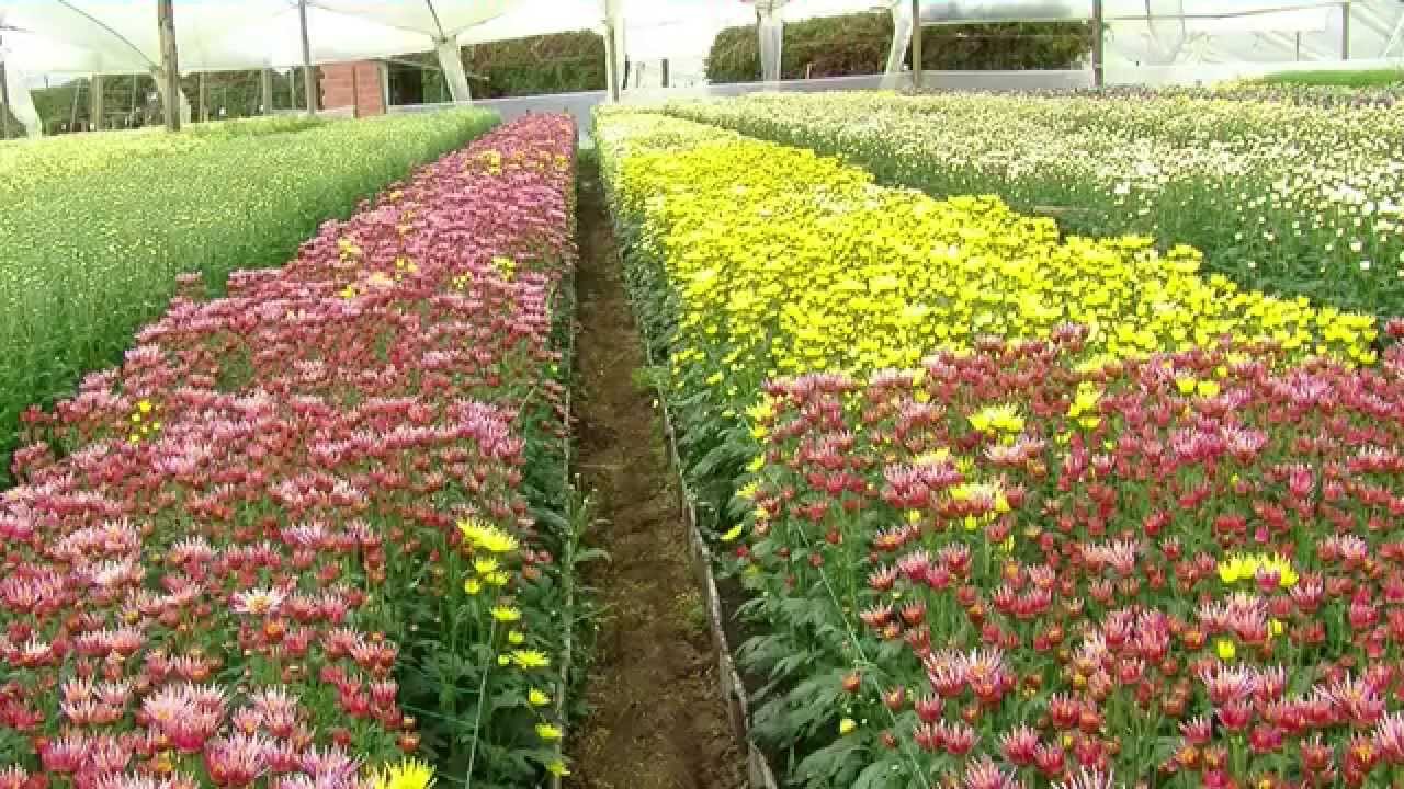 Plantación y cuidado, cultivo de crisantemos de jardín.