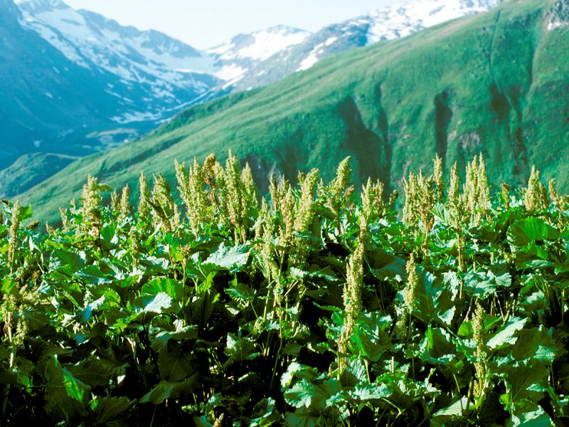 Plantación y cuidado, cultivo de plantas eritematosas alpinas.