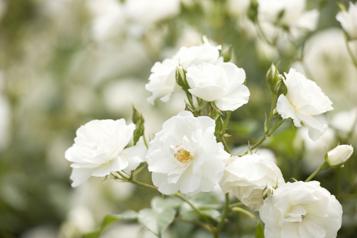 Plantación y cuidado de flores blancas, cultivo.