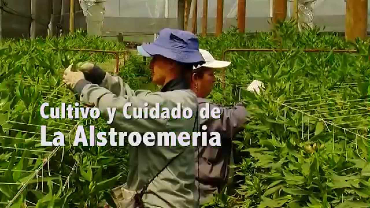 Plantación y cuidado de flores de Alstroemeria, cultivo.