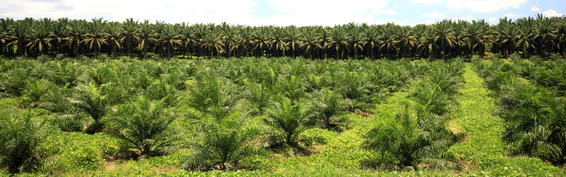 plantación y cuidado de palmcrist, cultivo.