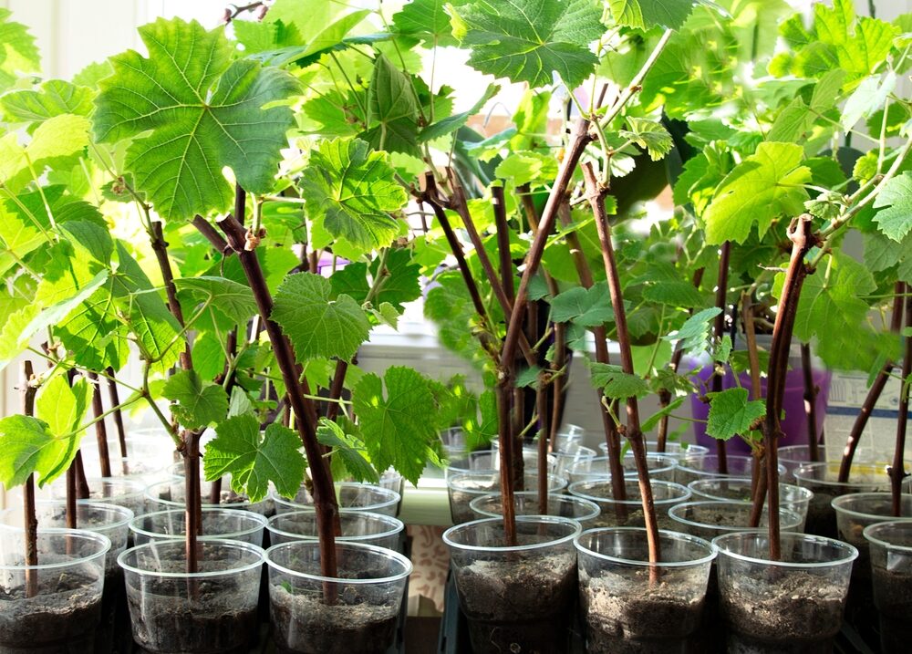 Plantar esquejes de uva