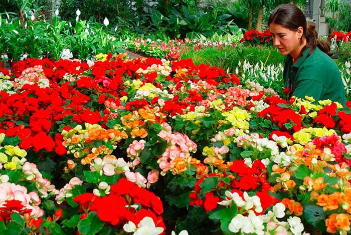 Plantar flores en mayo: consejos útiles para jardineros y calendario para las plantaciones de mayo