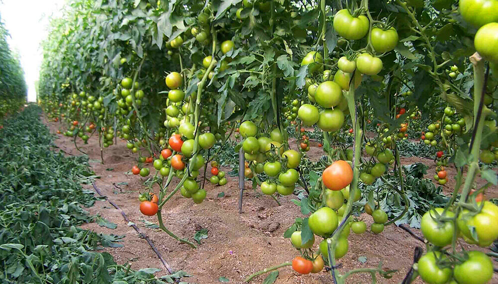 Plantar plántulas de tomate en invernadero como garantía de un alto rendimiento.